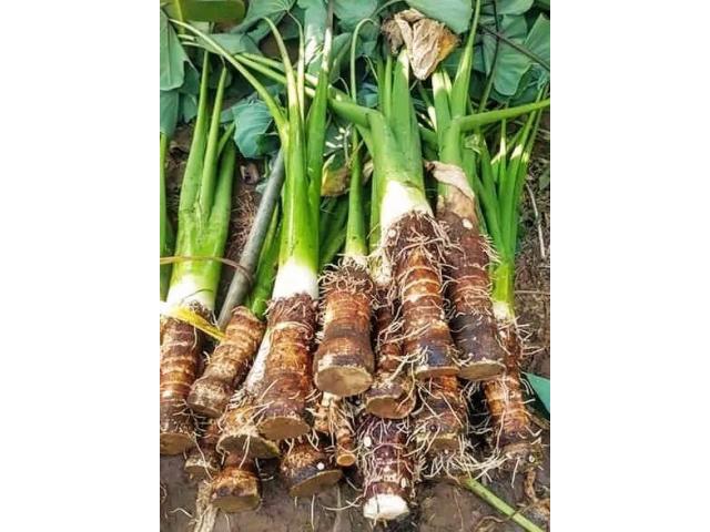 Arrowroot Suckers