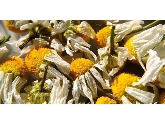 Chamomile Herb Flowers