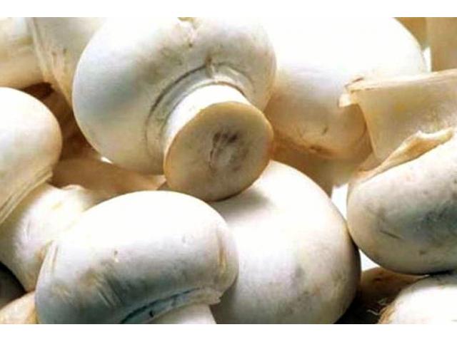 Mushrooms