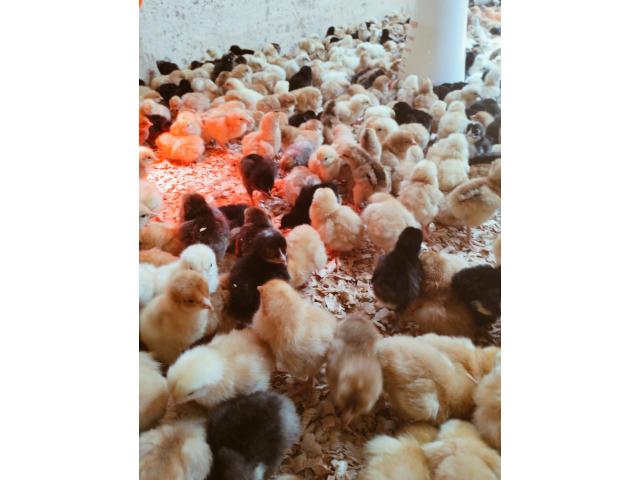 Day old chicks