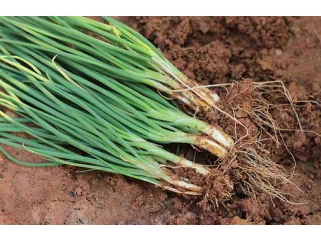Spring Onions