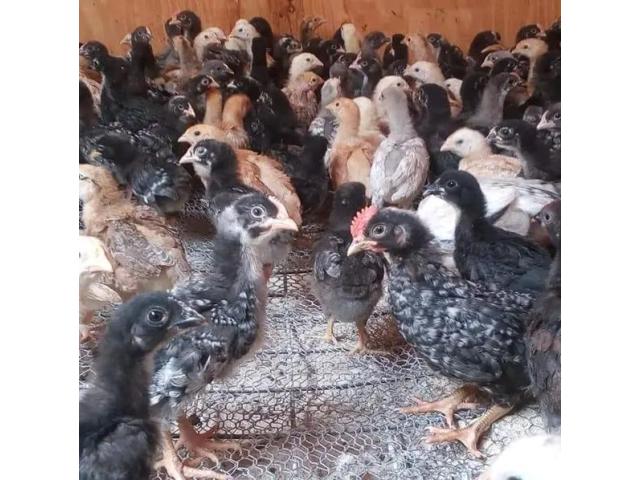 3Week Old Chicks