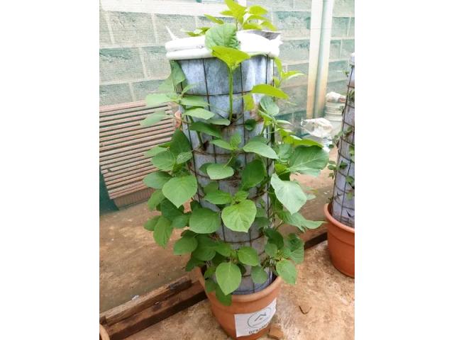 Home Vertical Gardens