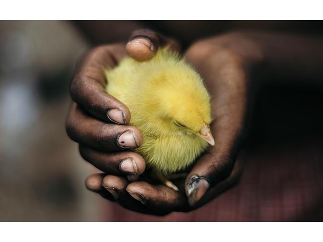 One Week Old Chicks