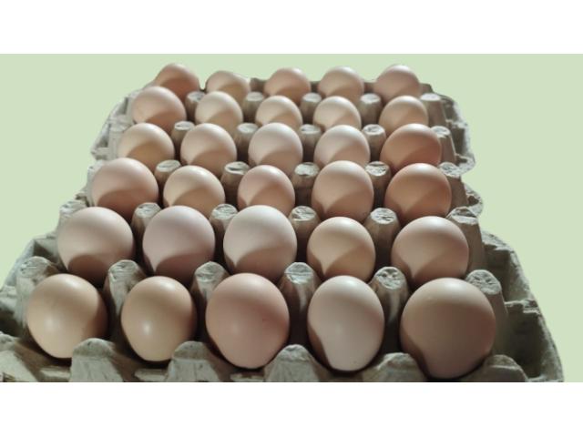 Kienyeji Eggs