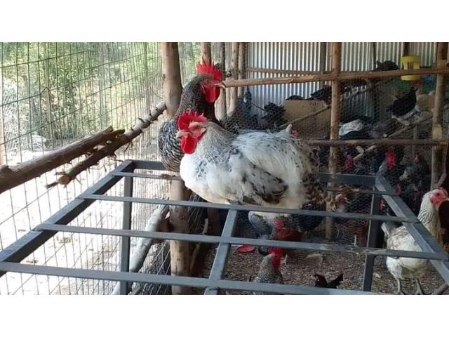 Kienyeji chicken