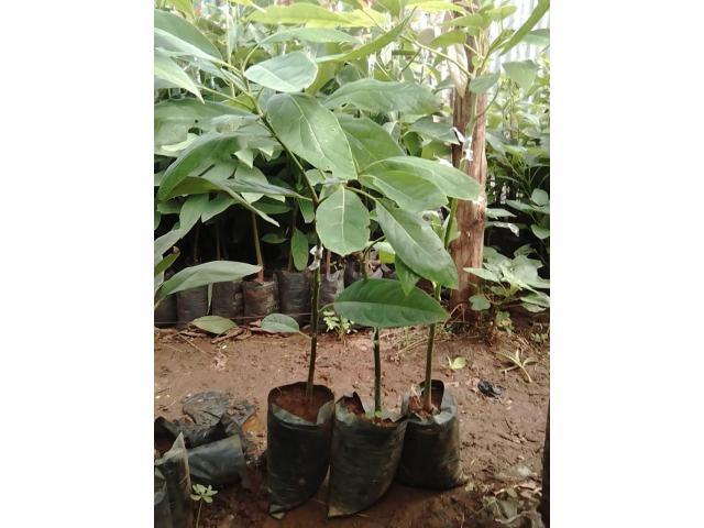 Grafted HASS Avocado Seedlings.