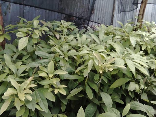 HASS seedlings