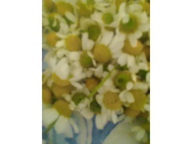 Organic Camomille