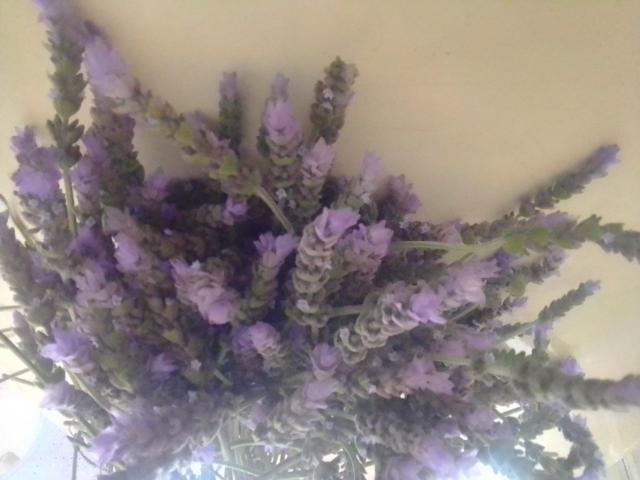 Organic English Lavender
