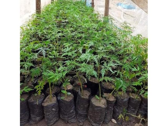 MUKAU Seed / Seedlings
