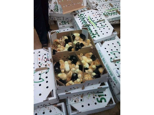 Day Chicks