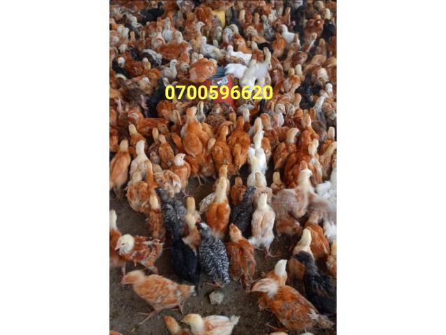Vaccinated Improved Kienyeji Chicks