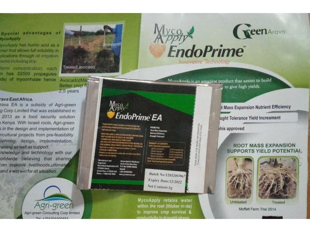 mycorrhizal endoprime