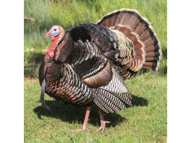 Best Improved Kienyeji Chicks Joska