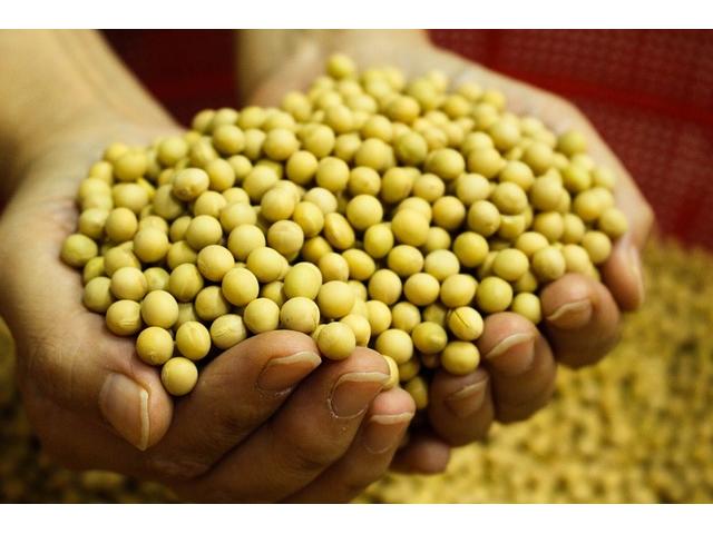 Soy Bean