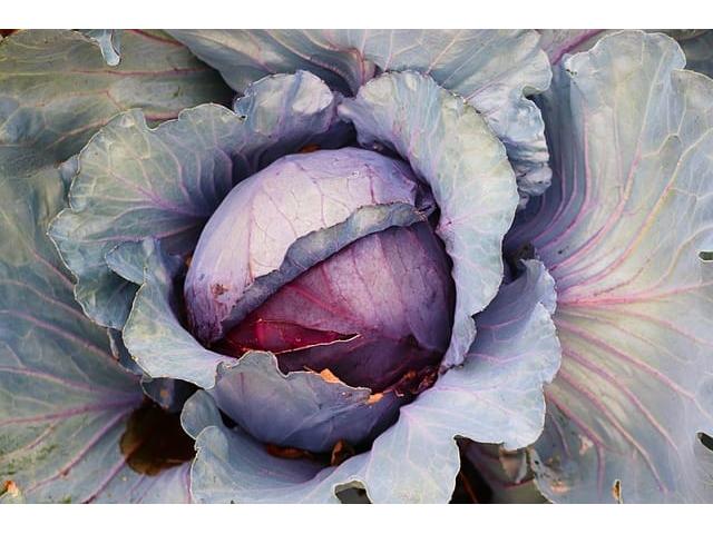 Cabbages