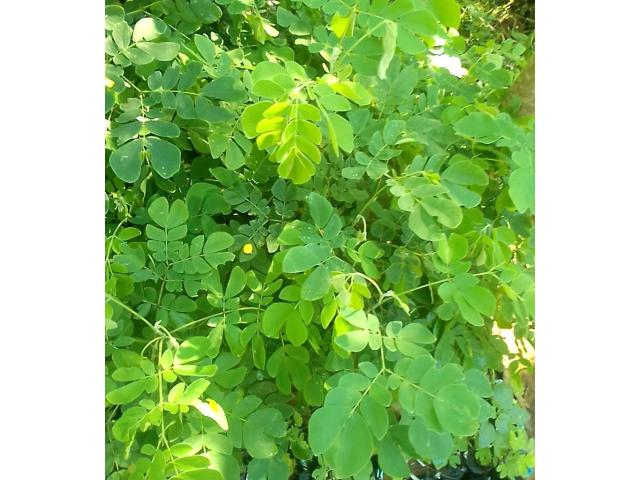 Acacia and Palm Seedlings