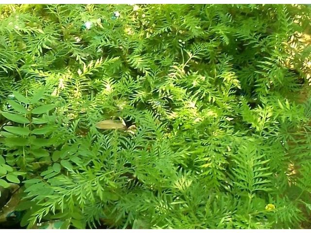 Mtsani Ndovu seedlings