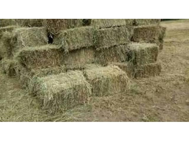 Hay Boma Rhodes