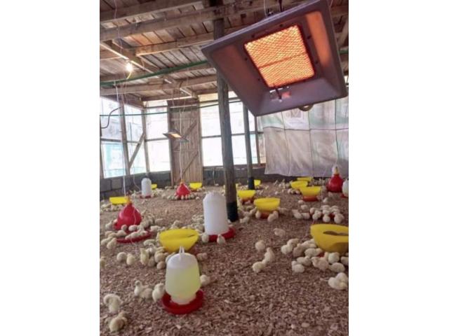 Gas Brooder