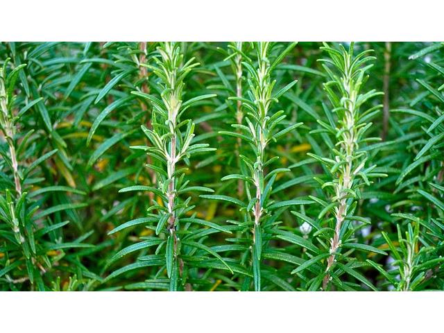 Seedling Herbs and Flowers