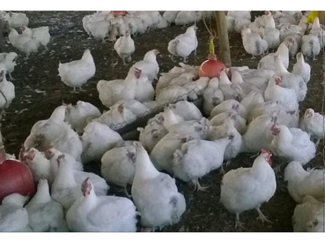 Broilers chicken