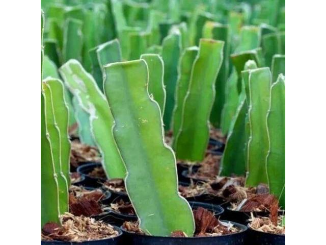 Buy Dragon Fruit cuttings Kenya