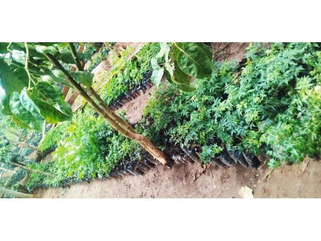 Mukau-Melia Seedlings