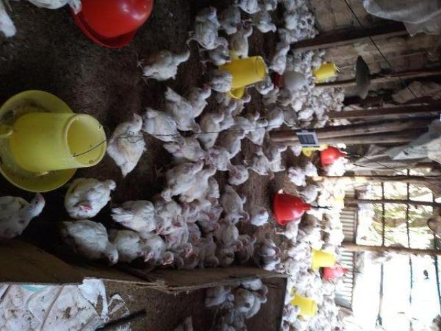 Broilers chicken