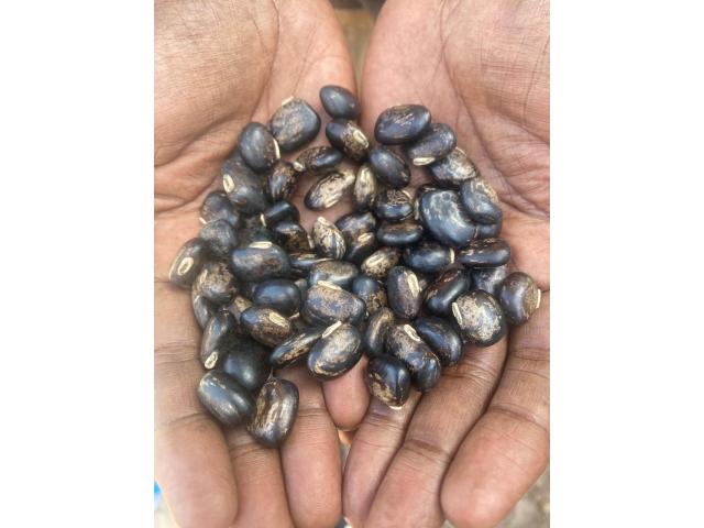 Mucuna Velvet Seeds