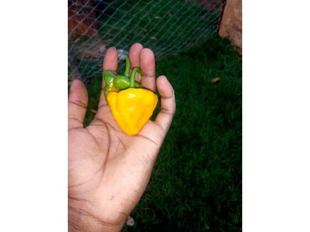 HABANERO PEPPERS (YELLOW)