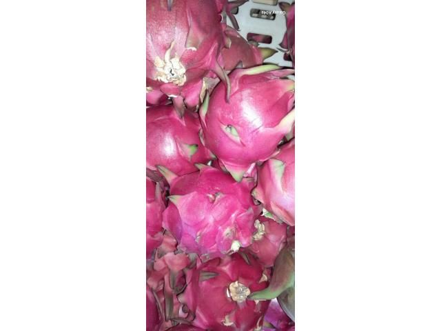 Dragon fruits