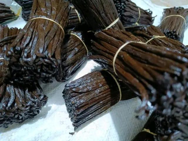 Vanilla cuttings/seedlings
