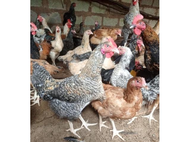 Mature Roosters (Jogoo)