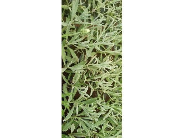 Seedling Herbs and Flowers
