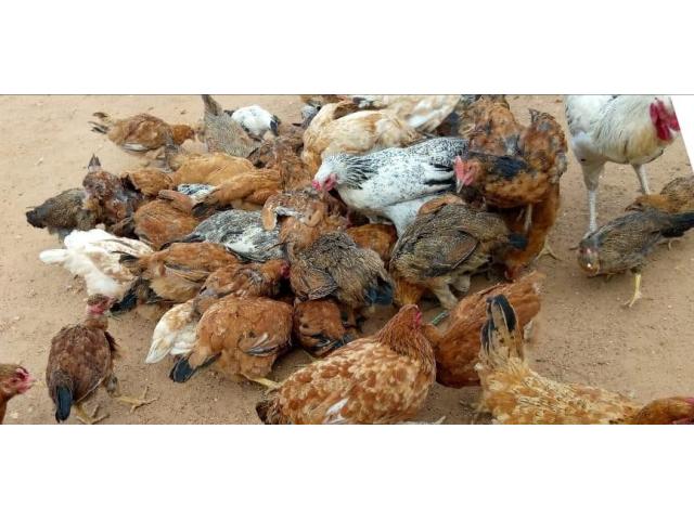 Kienyeji Chicken