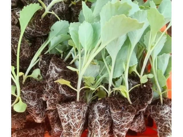 Sukuma-Wiki Seedlings