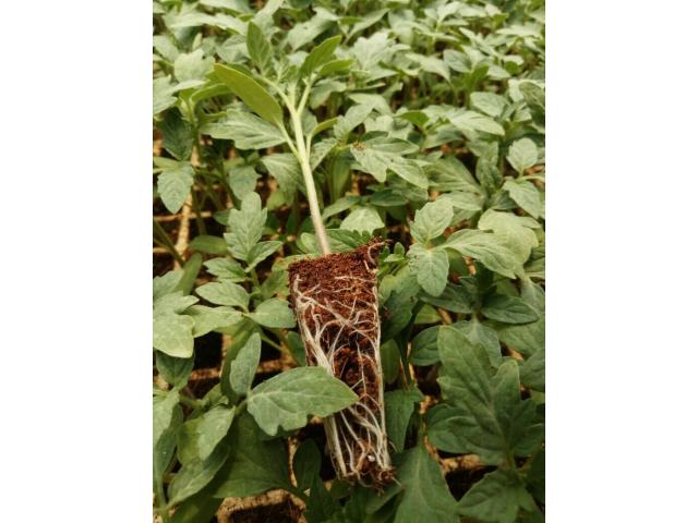Seedlings