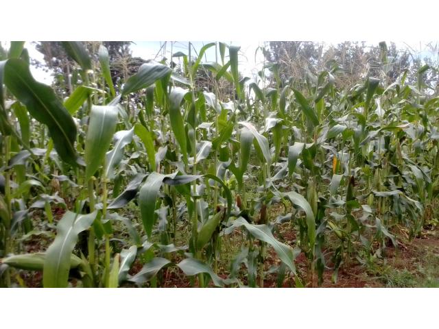 Maize stalk for sillage production