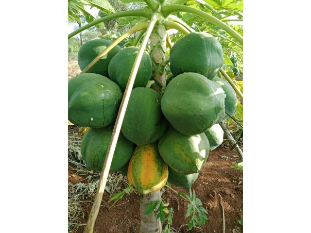 Pawpaws