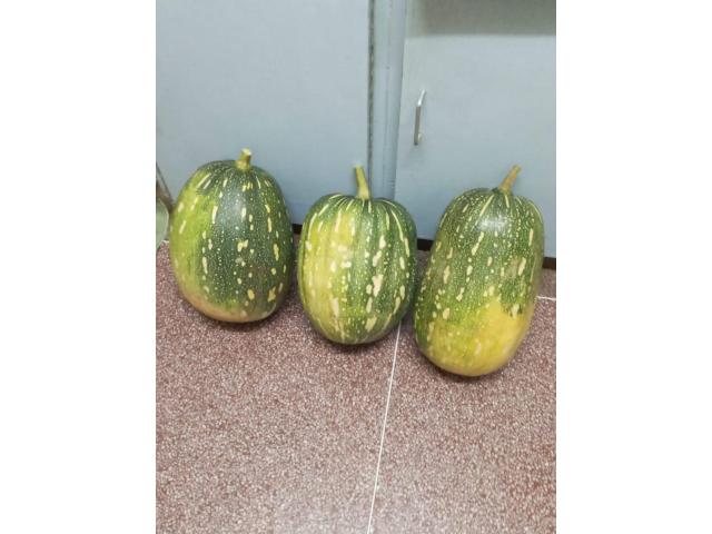 Good Pumpkins