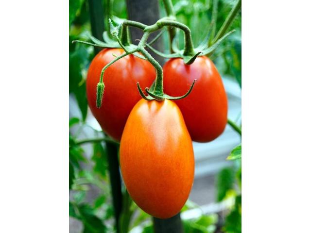 Tomatoes