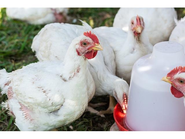 Broiler chicken