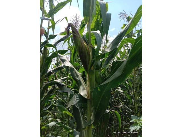 Green maize