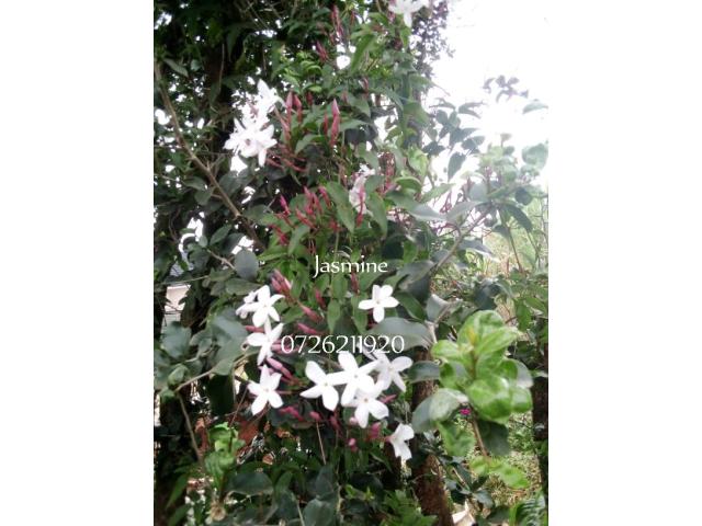 Herbs and Flowers