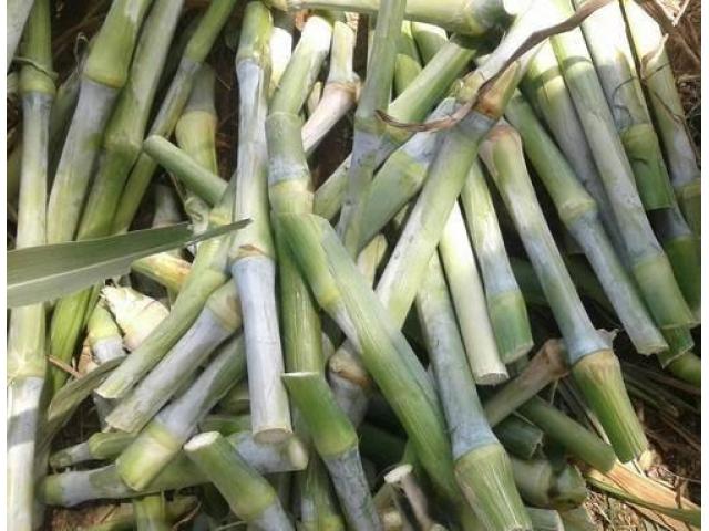 Packchong Super Napier cuttings