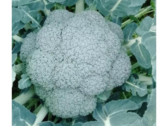 Broccoli and cauliflowers