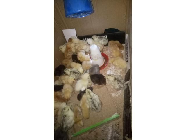 Sasso chicks