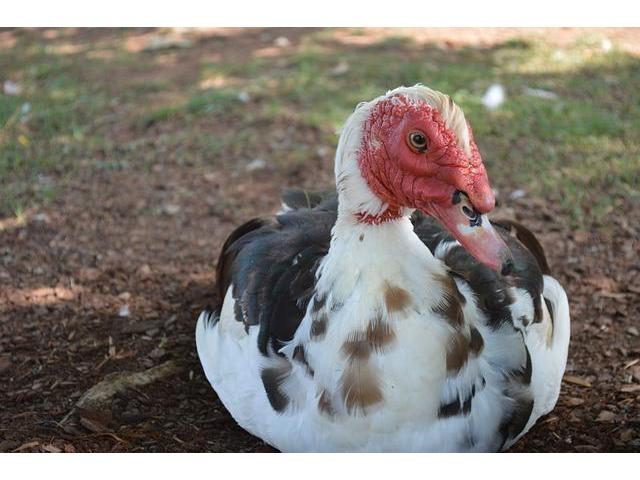 Muscovy Ducks